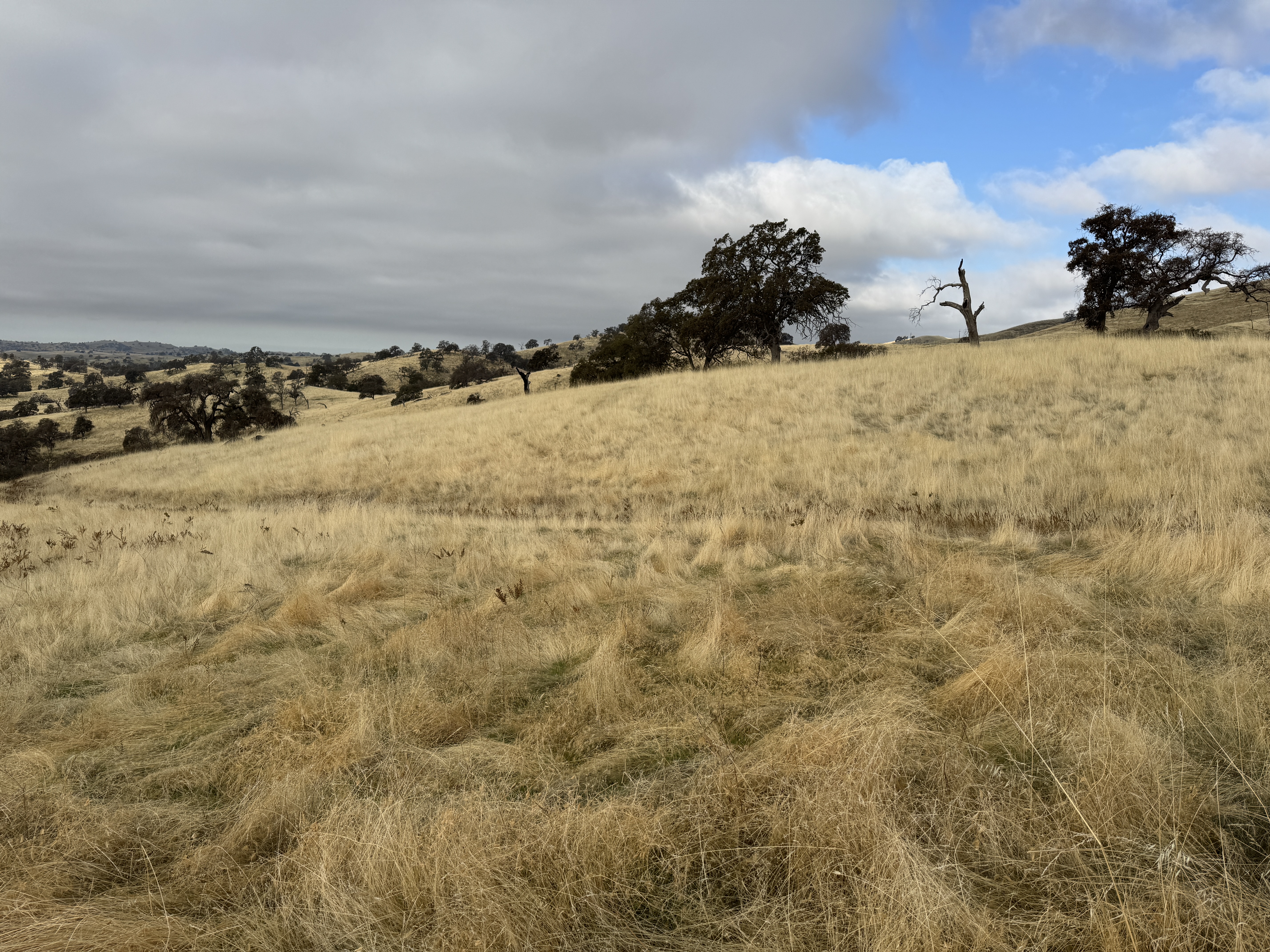 A bit of the view along the Bear Valley Road as it returns uphill to 49 .