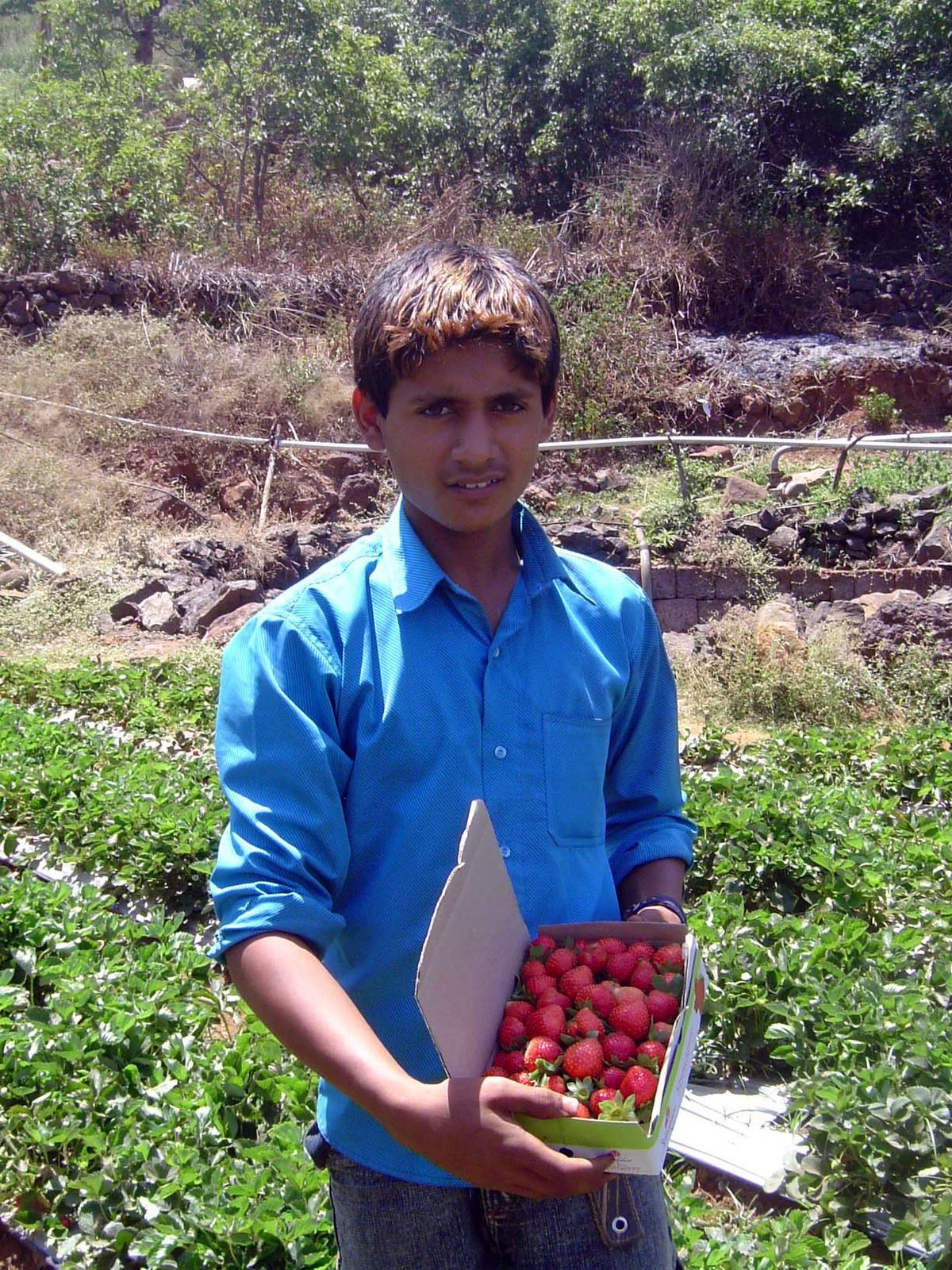 Fresh-picked.