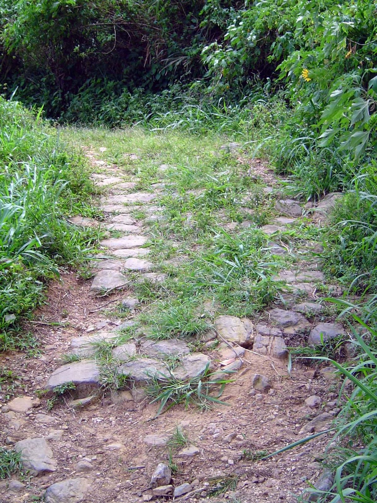 Old plantation roads are everywhere.