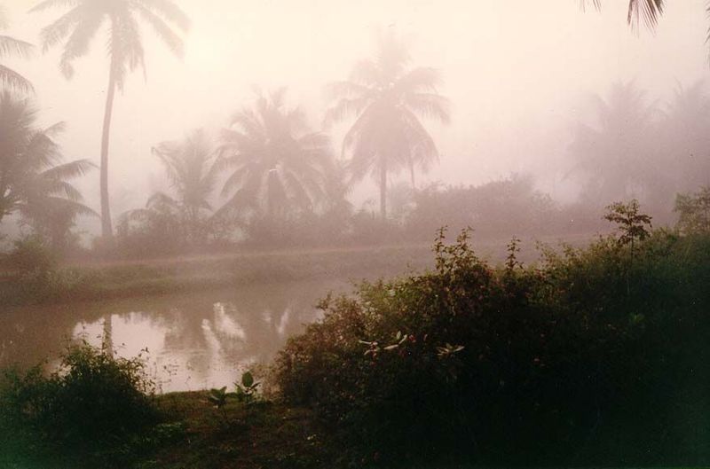Morning in the Godavary Delta.