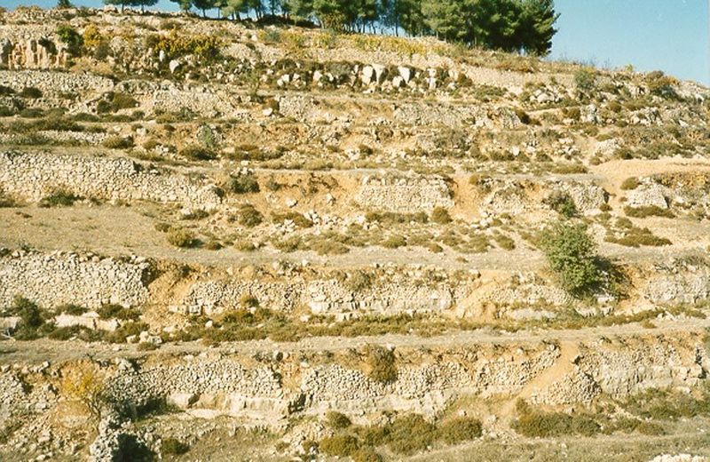 Add to the hazards of drought the political problems of farming on the West Bank, and you have to expect sad sights like this: collapsing te