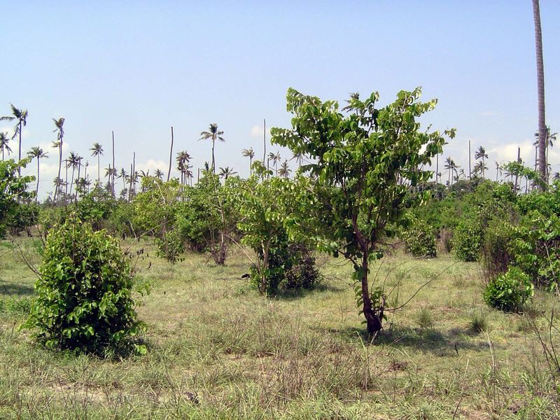 A dying palm plantation.
