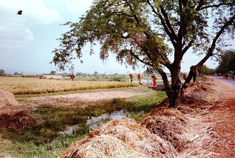 The cut grain is carried from the fields by the headload to threshing grounds.