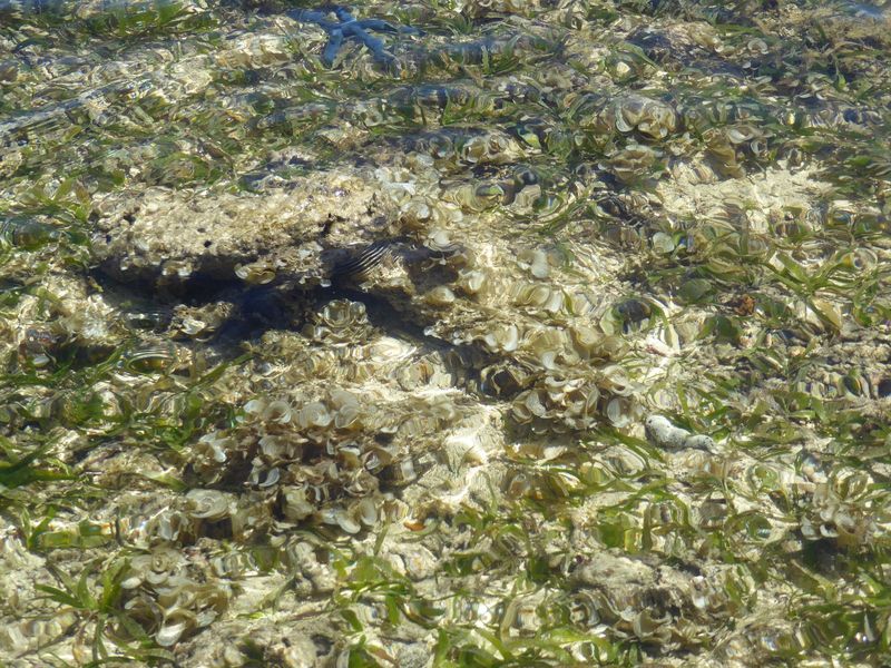Too bad this isn't video, so you could see the waving motion of what I guess are anemones.
