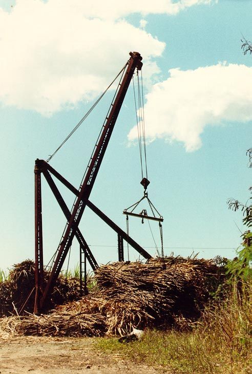 Bits of cane continue to be harvested.