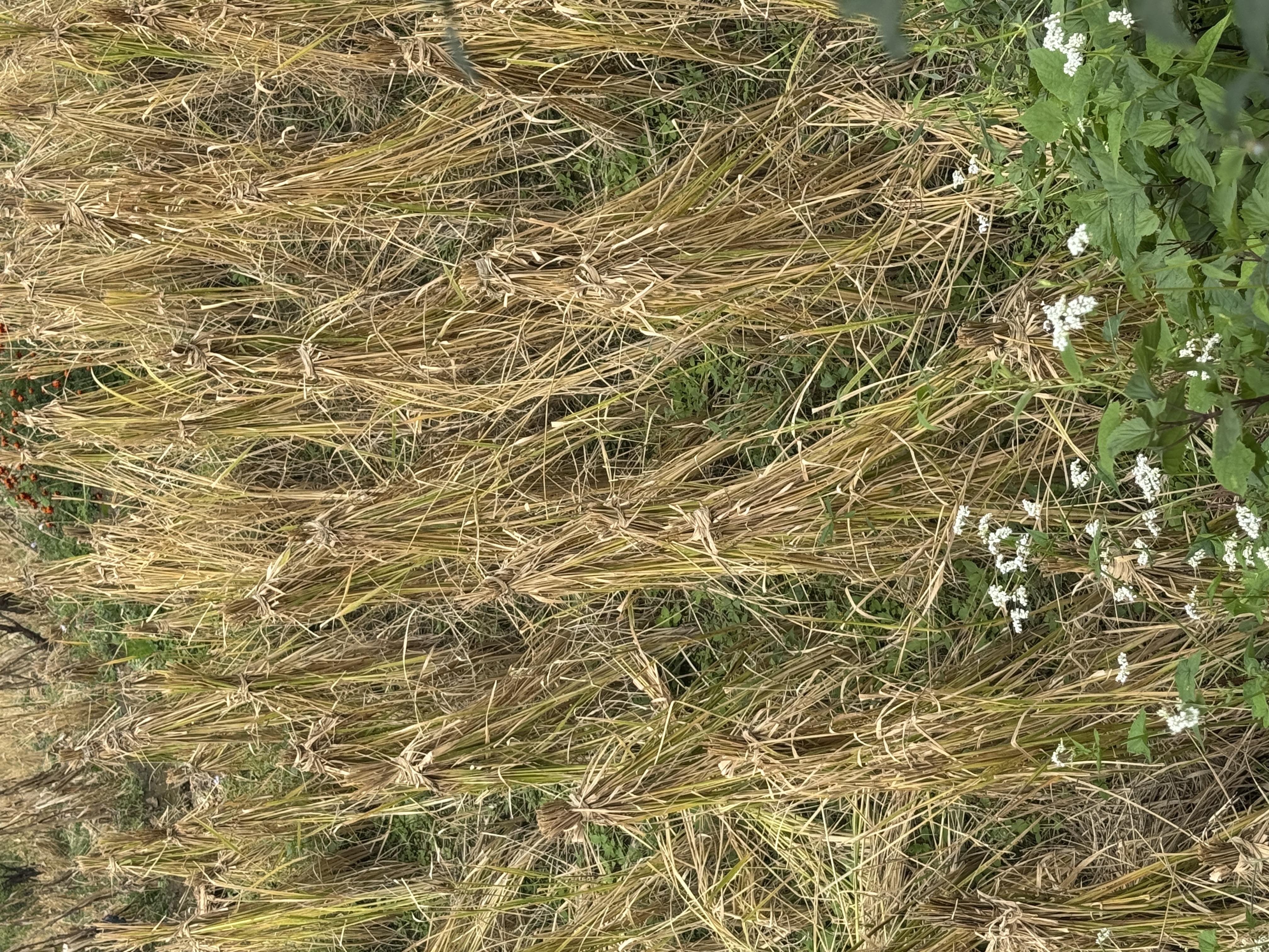 The crop is harvested manually but the straw is left standing, perhaps because there are few cows to feed.  "It is genna forbidden to cut th