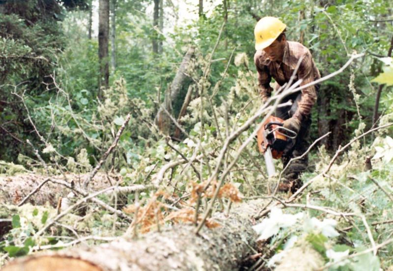 A "no-no:" walking the stem to cut off the branches. It's too easy to slip with that saw still racing, but the ground is such a mess that th
