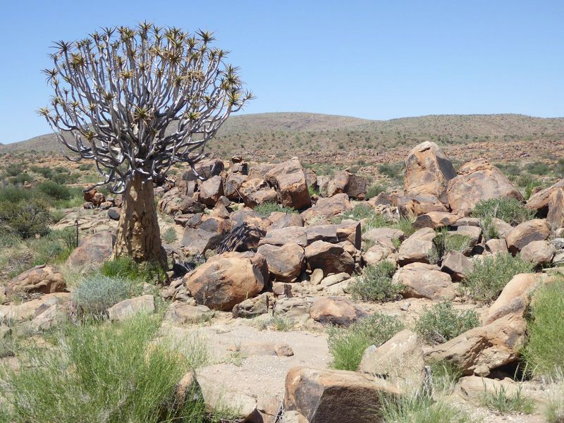 A locally iconic quiver tree, Aloe dichotoma.