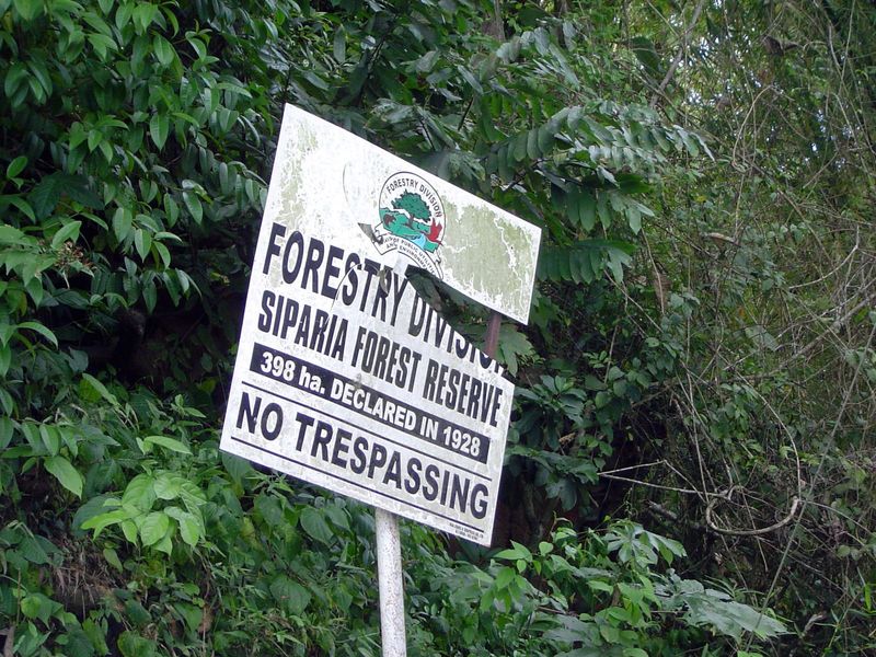 Trinidad's first Forest Officer was appointed in 1901. A decade later, 266 square miles of forest reserve had been demarcated.