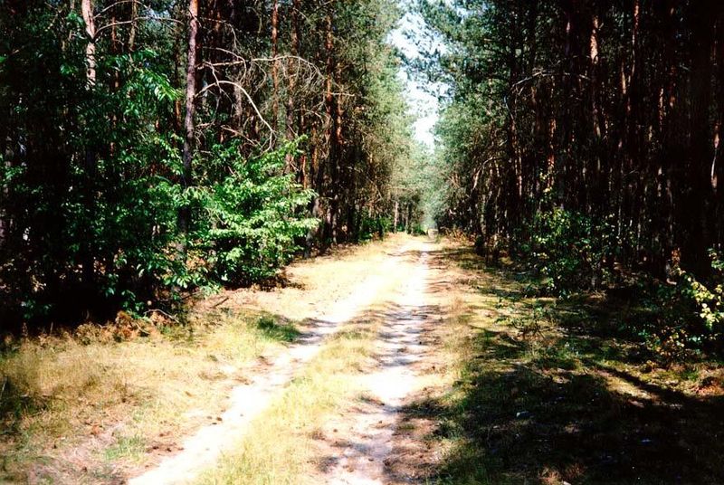 The dark forests of European folktales: a patch survives northeast of Poznan Posen.