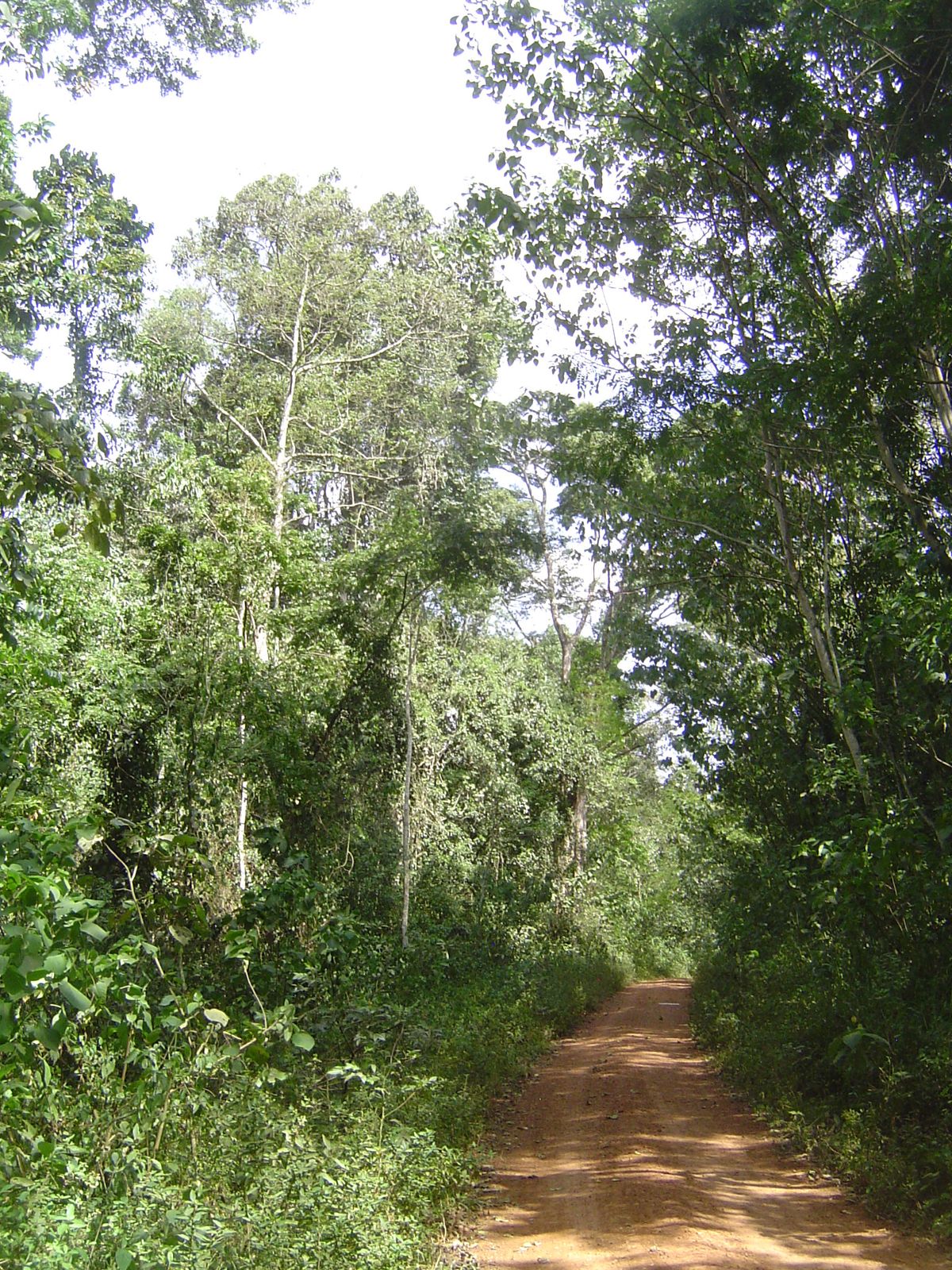 A side road leads into the forest and brings to mind the adage: "the road is the enemy of the forest."