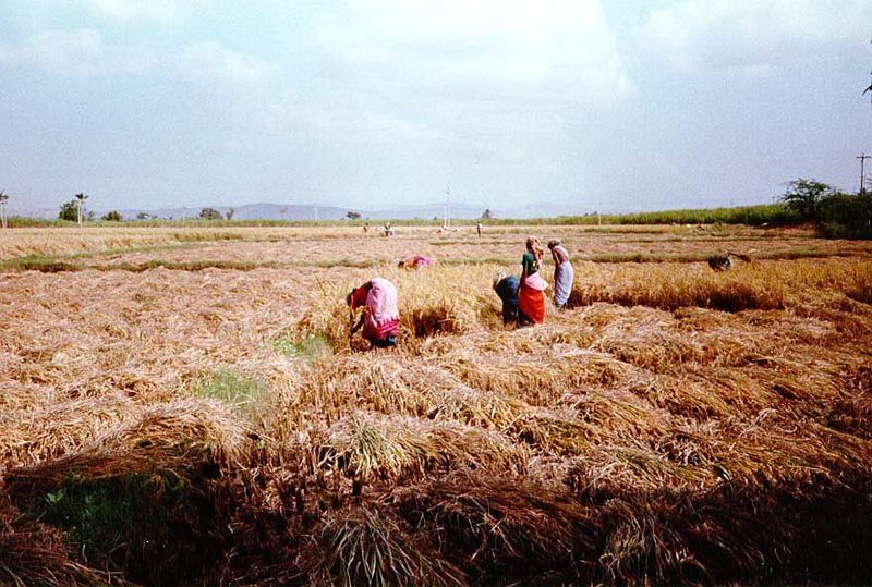 Farther south, the paddy harvest is in full sway between Chennai Madras and Pondicherry.