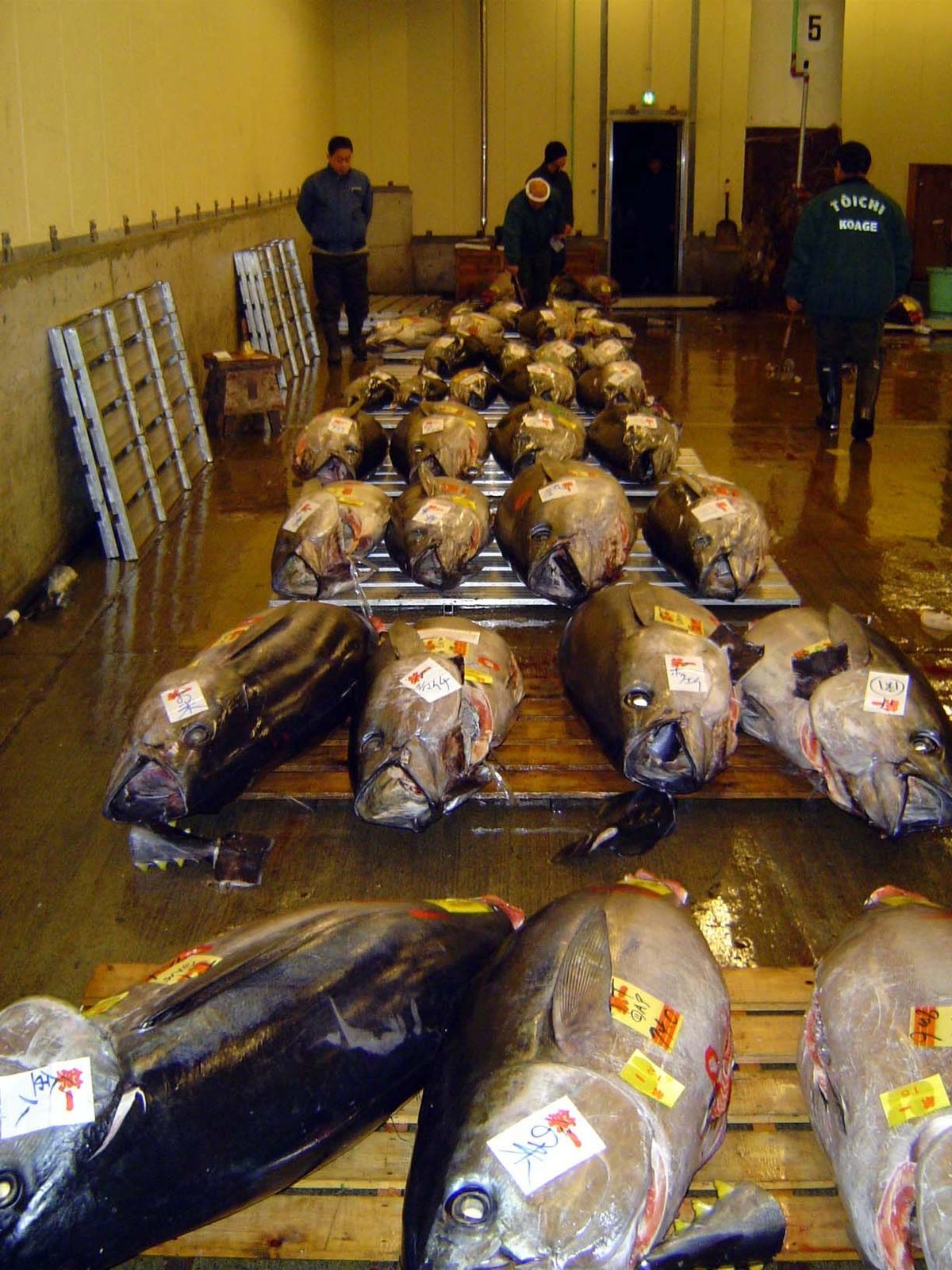 Lined up. Bluefin tuna, mostly from Mexico but some from Tunisia, will sell here for about $20 a kilogram. Less valuable bigeye tuna sell fo