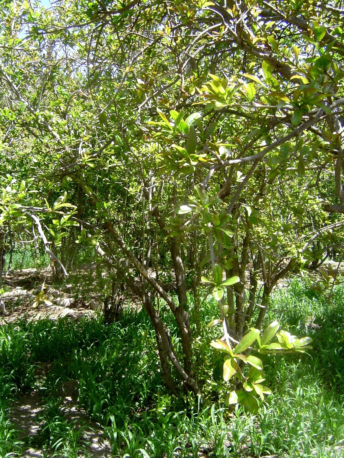 Pomegranates interplanted with corn.