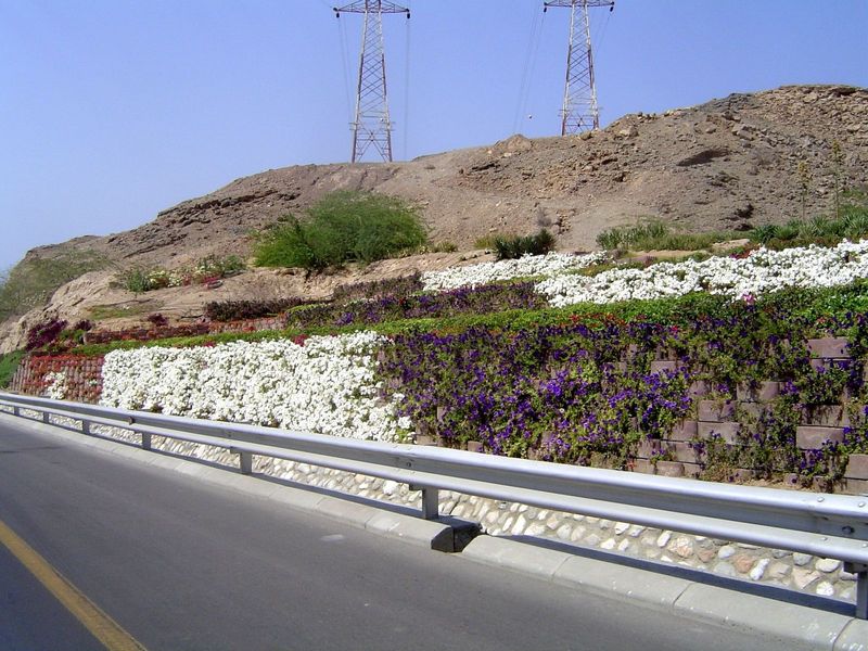 With a car, you can enjoy the flowers as you speed past them.