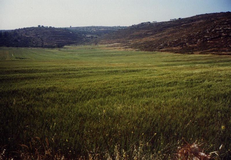 North of Nablus, the mountainous West Bank has a few places level enough for cultivation without terraces. The typical crop is wheat or barl