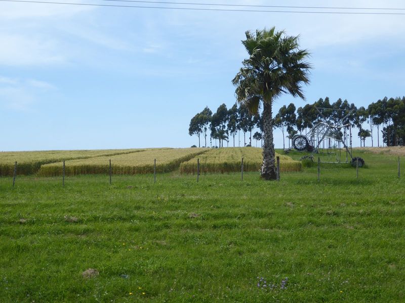 Tidy wheat fields?