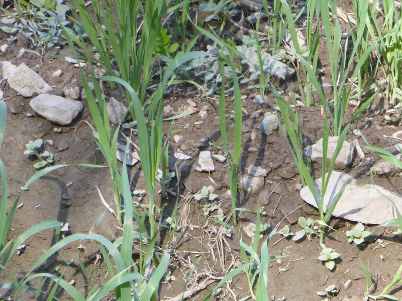Maize. How did the ground get wet?