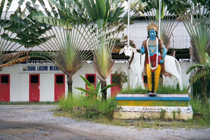 There are farms out this way, too. In the 1930s, in fact, two-thirds of the island was cultivated rubber accounted for over 70% of the culti