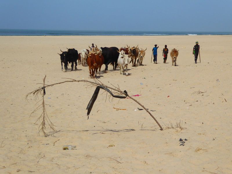 Still farther down the spit, things get stark. All kinds of questions arise about now, beginning with "What do the cows and their herders fi