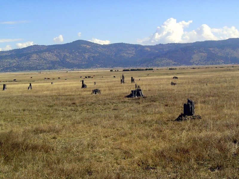The valley's forests were cleared in the 1850s by ranchers selling not only to California miners but to those in the booming silver mines of