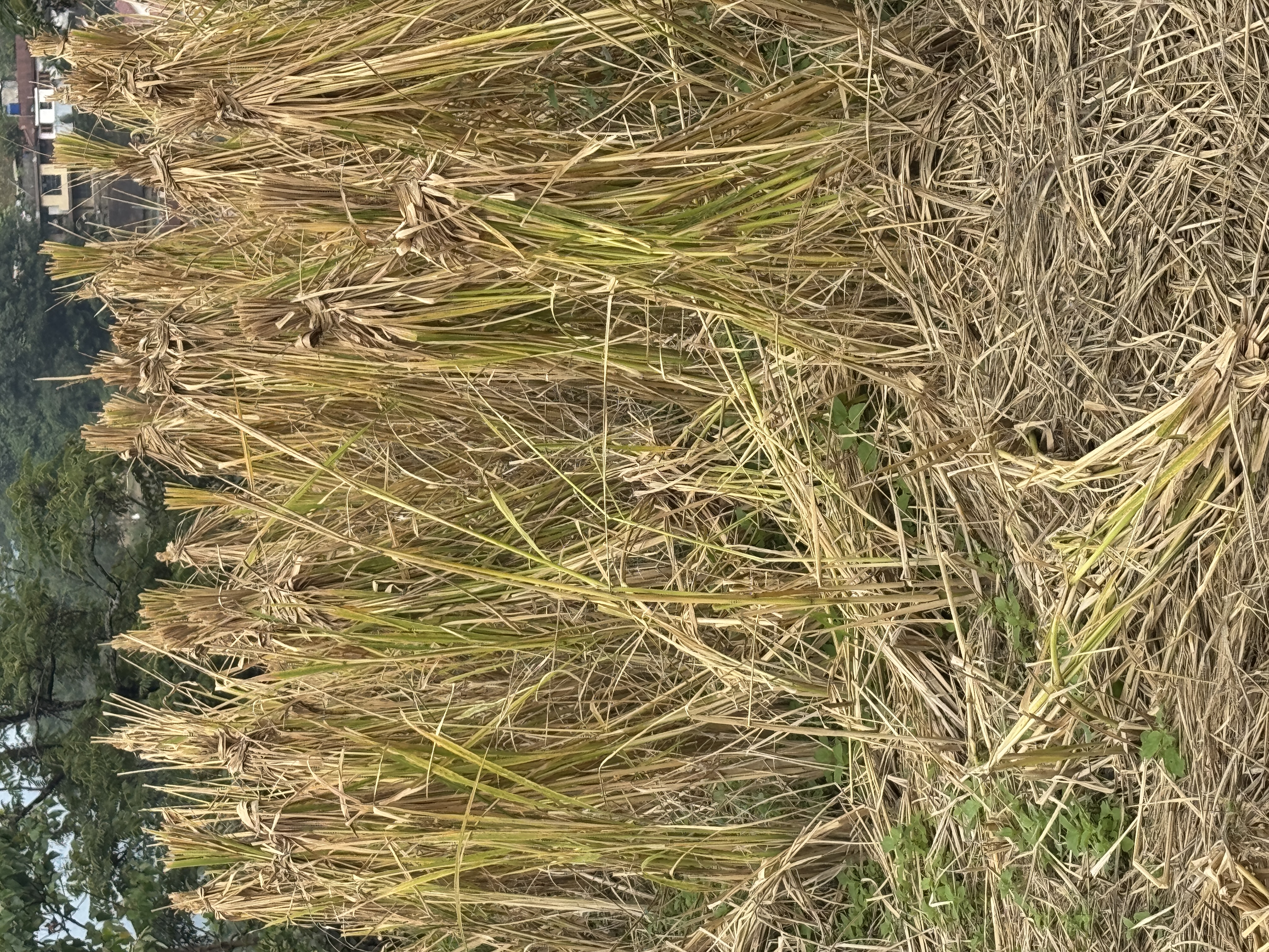Is there anywhere else in India where rice is harvested this way?