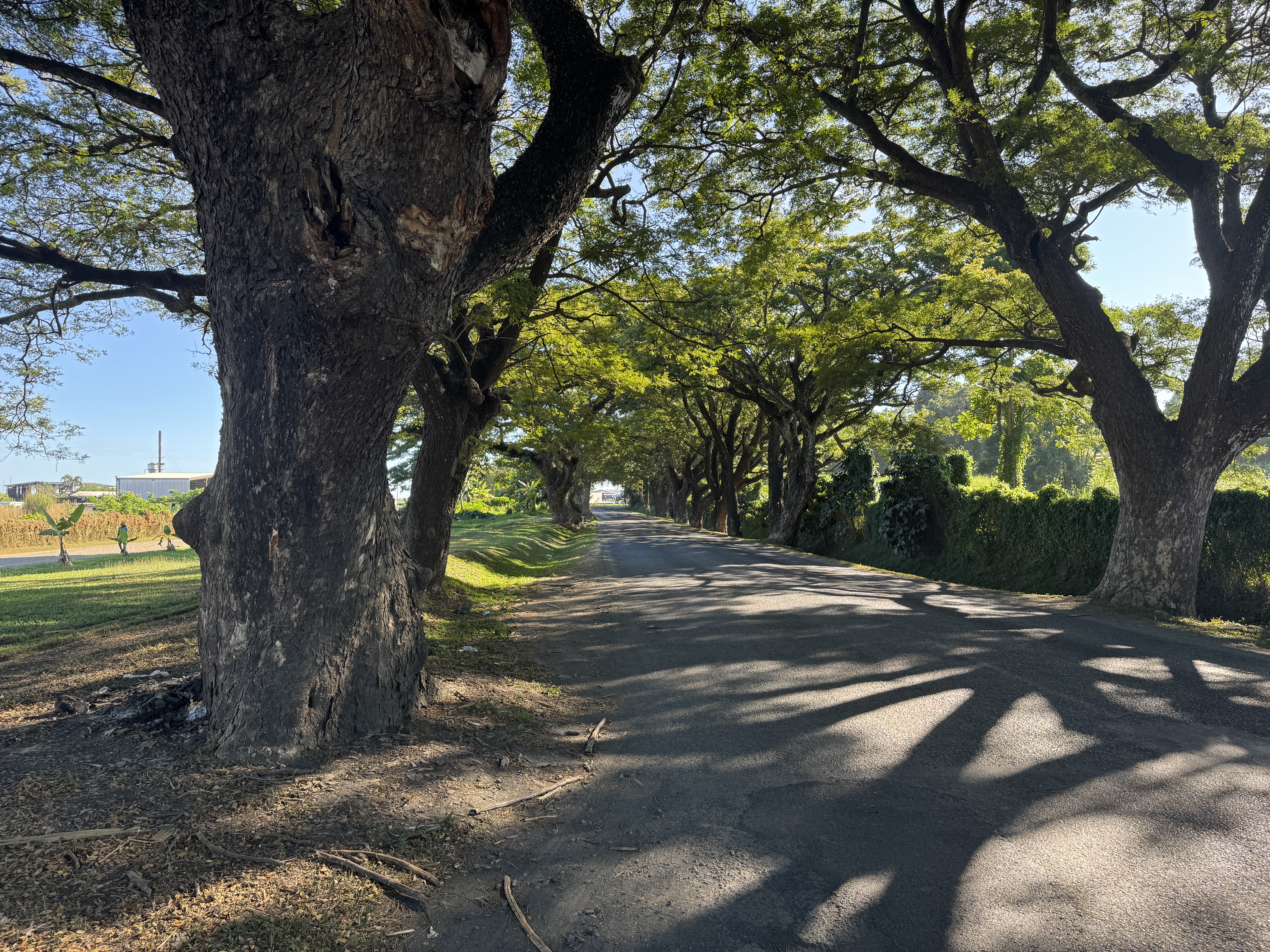 Parts of the road into town are still lined with shade trees.