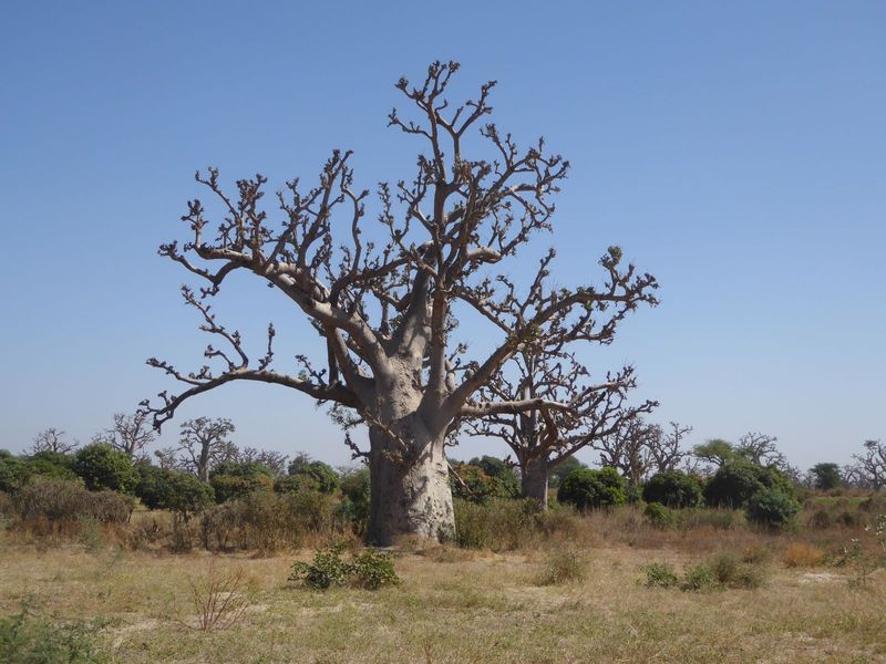 Lots of upside-down baobabs along the way.
