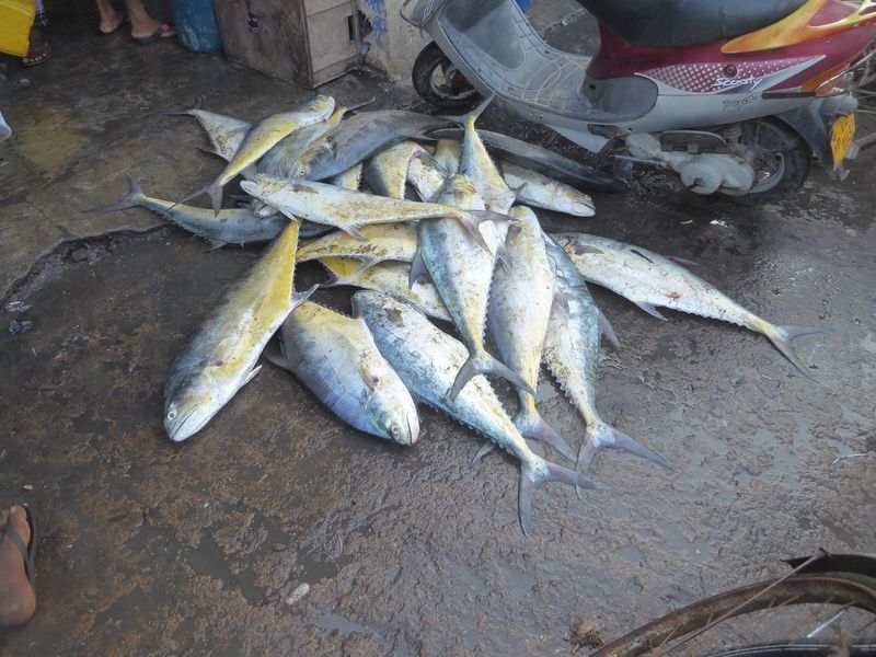 Once again, fish hit the deck. Tuna?