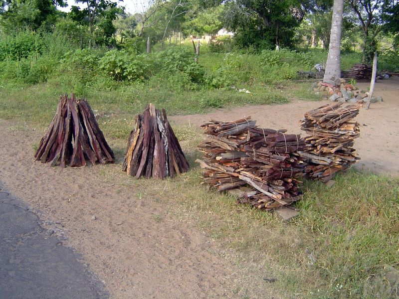 One source of income here is the sale of firewood. It's not cheap—about a dollar a stack.