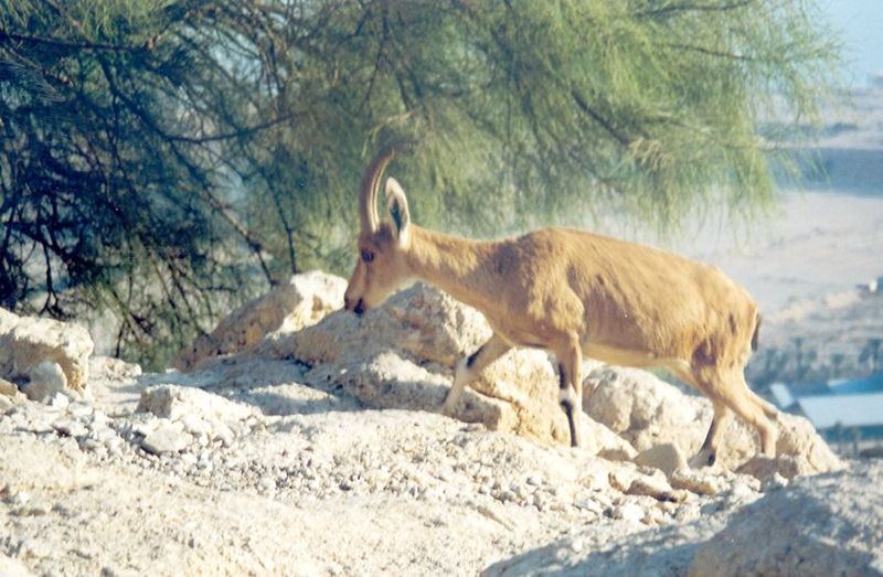 The name "Ein Gedi" means "spring of the ibex," and ibex there are, singularly tame.