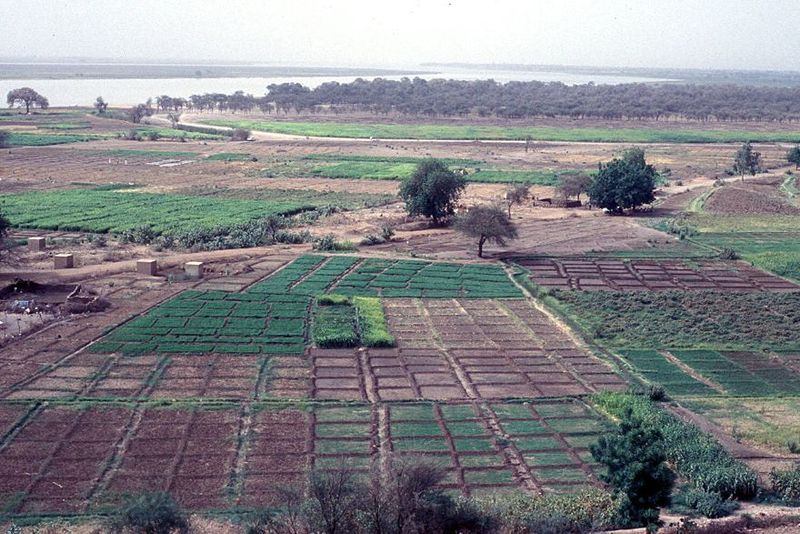 A view toward the White Nile and its floodplain gardens just above the confluence with the Blue Nile.