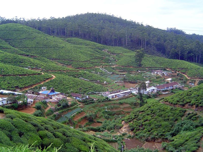 Plantation-worker housing on the Oliphant Estate.