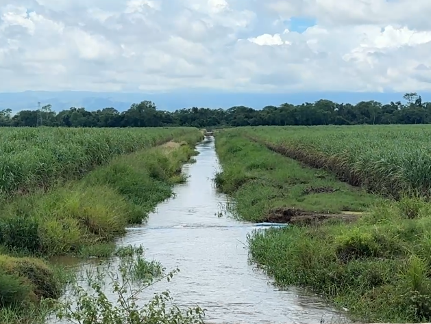 And here's more conventionally irrigated cane.