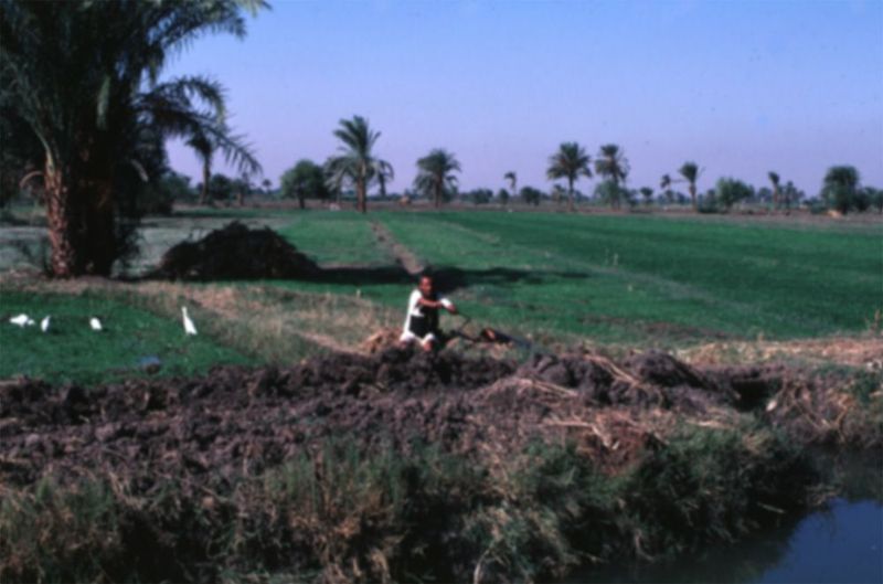 Since 1952, Egypt's irrigated cropland has increased by about a third to almost 8 million acres—about 1,200 square miles. The "New Lands," a