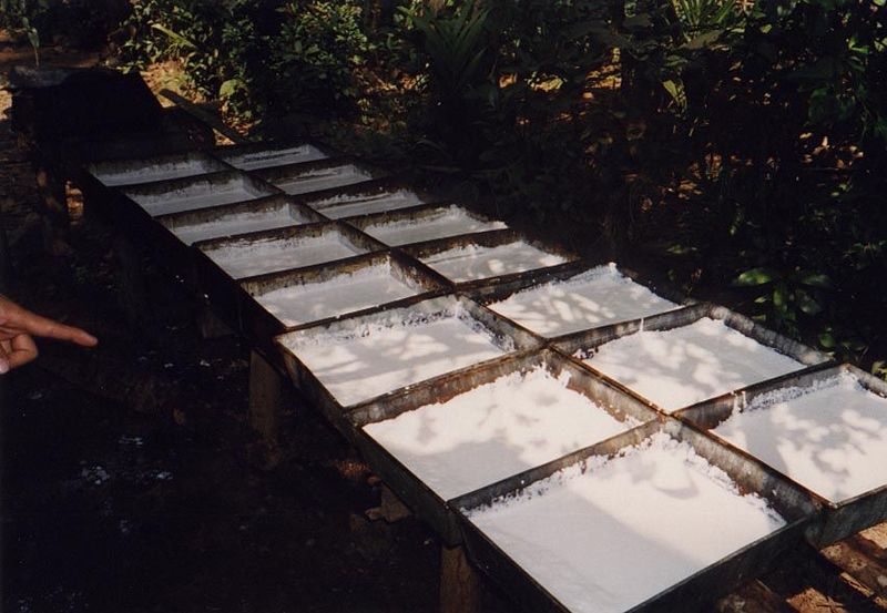 Behind a small house, pans hold acid-treated sap collected from a small plantation to the rear.