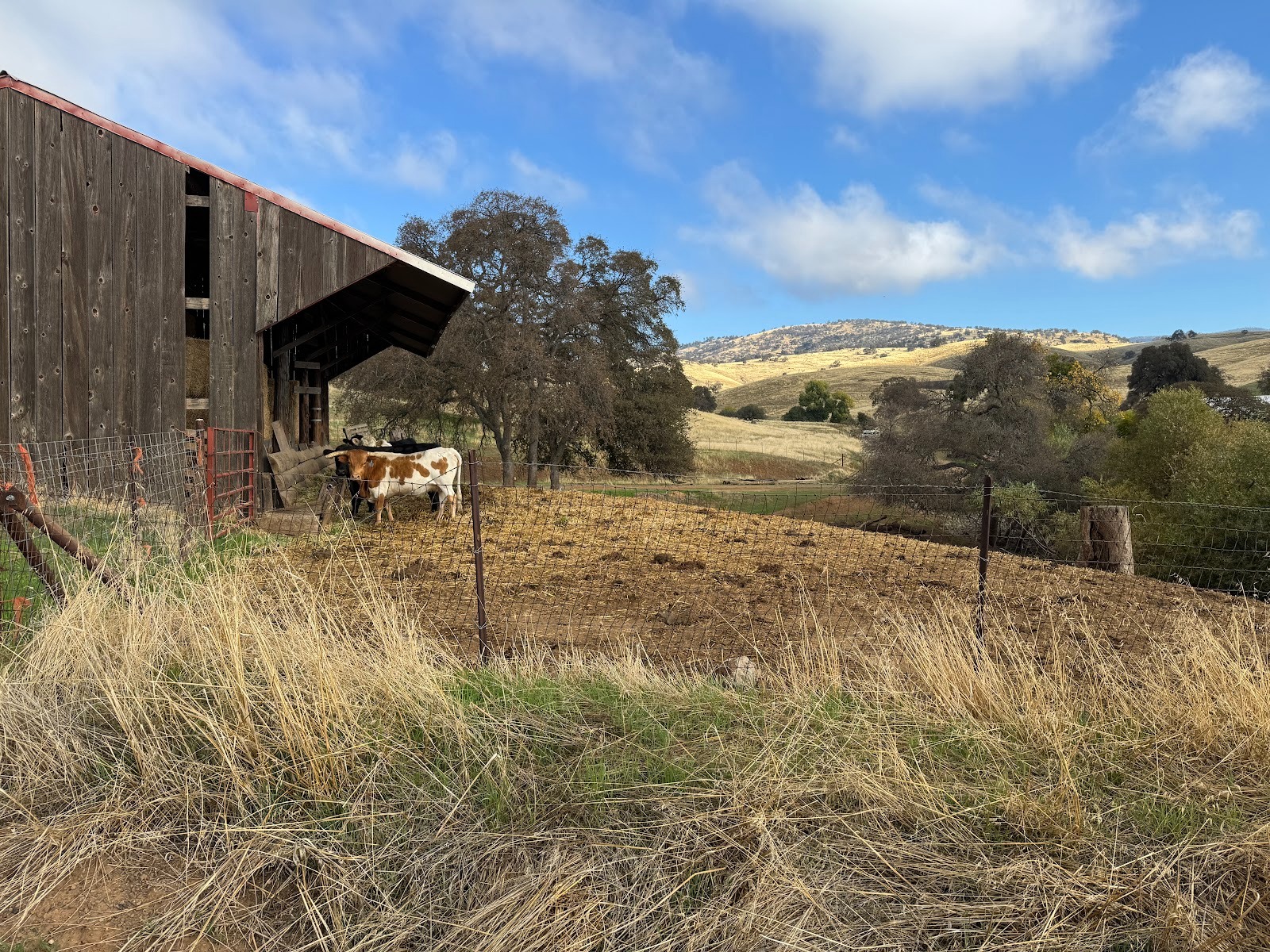 We're taking a detour off 49 and heading a dozen miles downhill along the Hornitos Road.