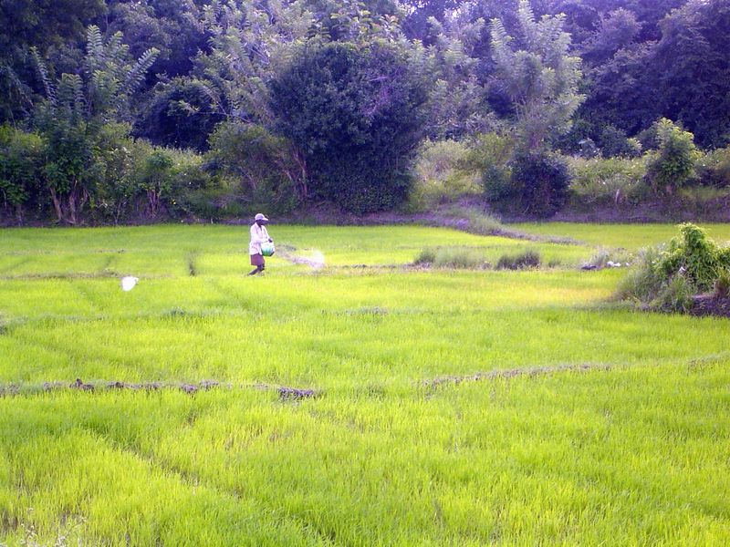 A month later, the farmers will be sprinkling urea.