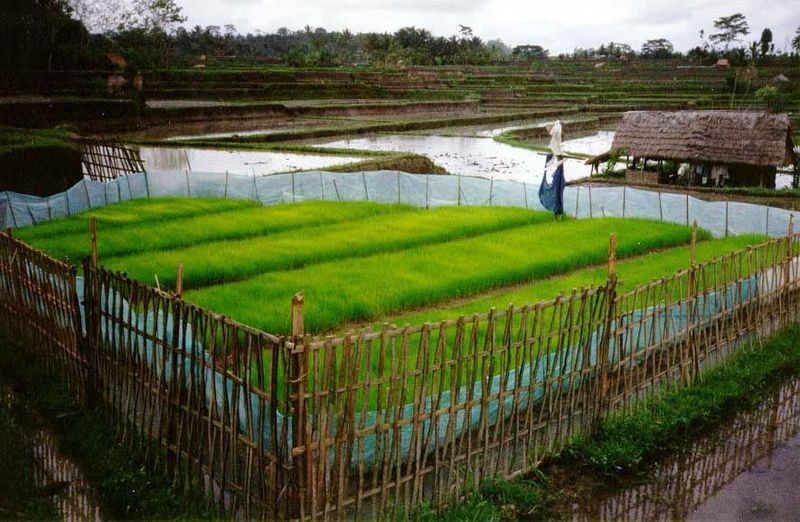 The rice crop is begun in a nursery, or pemulihan. Almost all of the island's rice today is a high-yielding variety, rather than the traditi