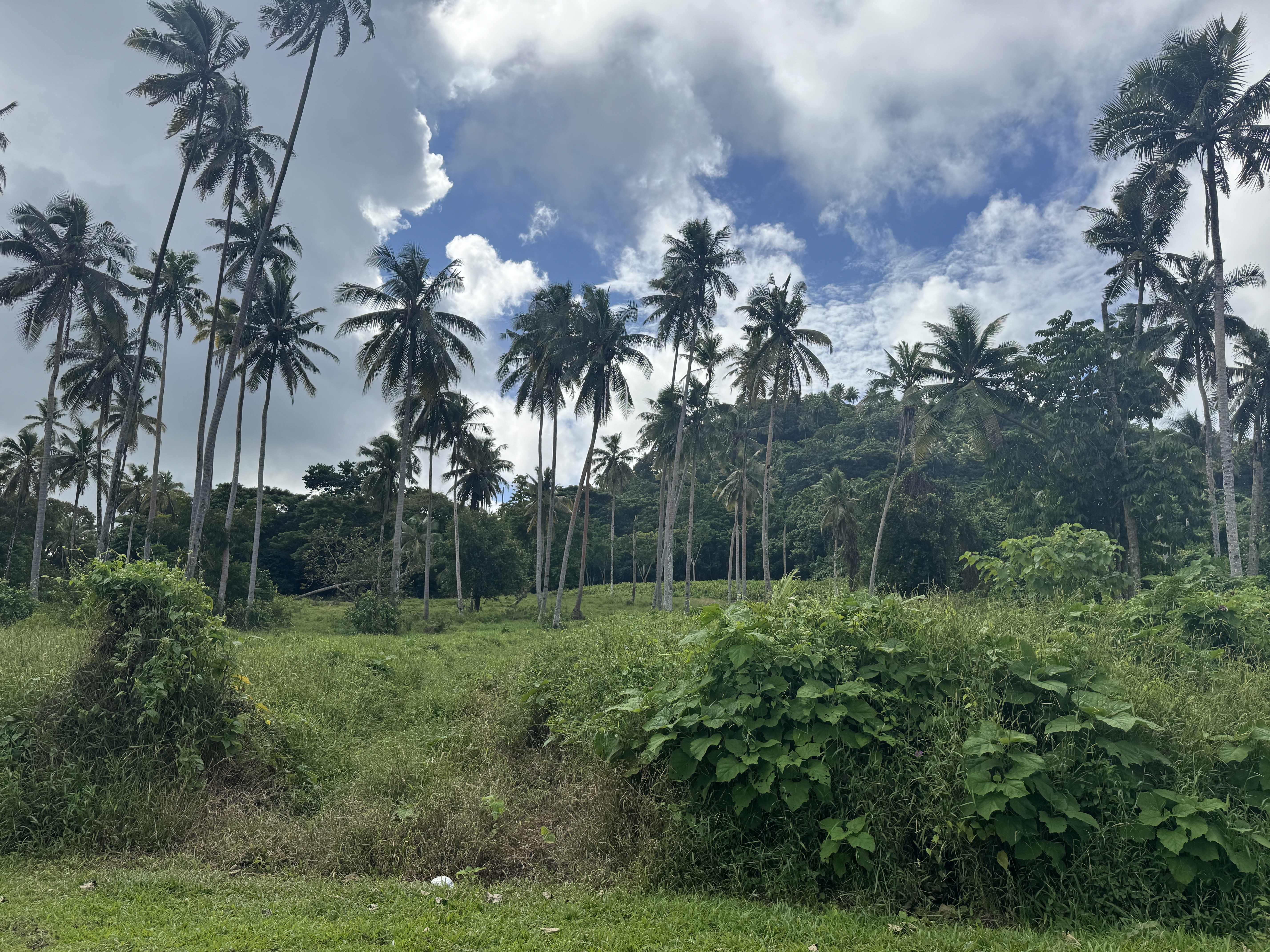 A bit of the Vaia'ata Block.  Coconuts were said to produce about a thousand pounds of copra per acre annually, or 40 pounds per tree.