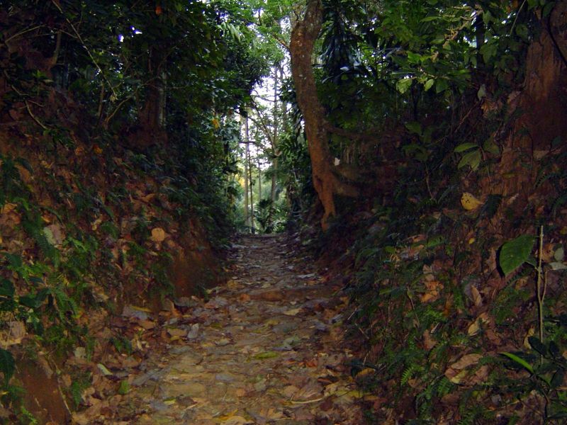 Path in the upland.