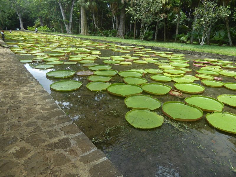 Among the introductions were these giant water lilies, Victoria amazonica.