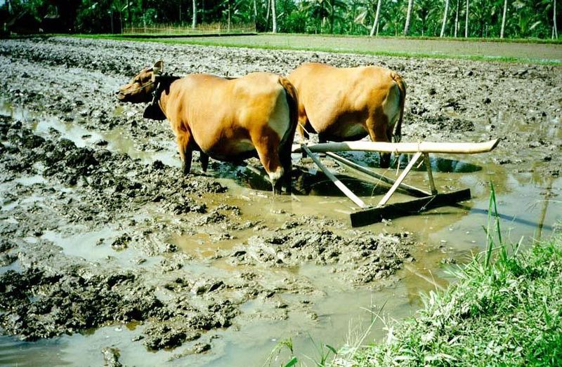 Prior to transplanting the seedlings, the paddies are puddled so that water will not percolate through them when the paddy is flooded.