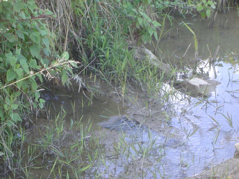 Here's the other side. Water is coming in at those bubbles on the left. If you were there you'd hear the water gurgling before you noticed t