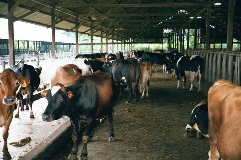 Wonder what the cows eat? There's no pasture anywhere about. The diet is waste from local food-processors. It's heavy on soy and peanut.