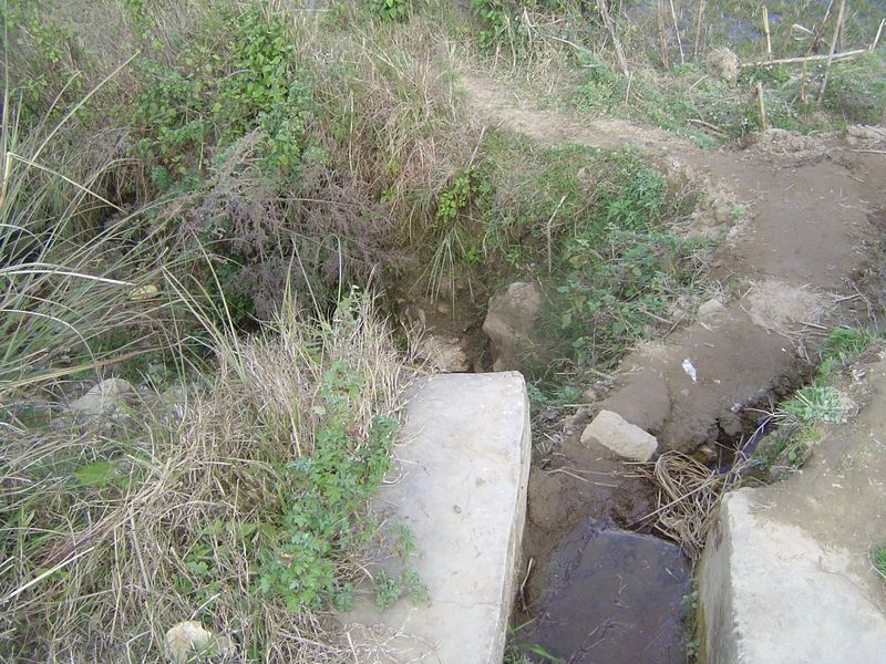 The main channel is in the weeds, as usual, while a ditch branches to the right.