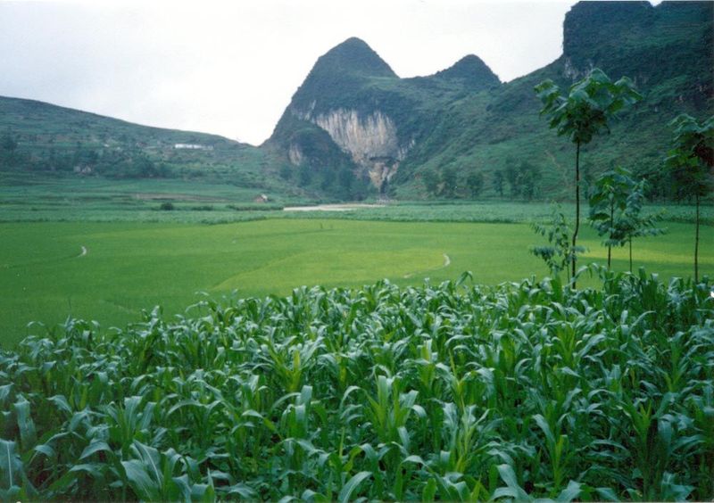 Corn, another American crop. In the background, a cave that swallowed up the water passing through the valley.