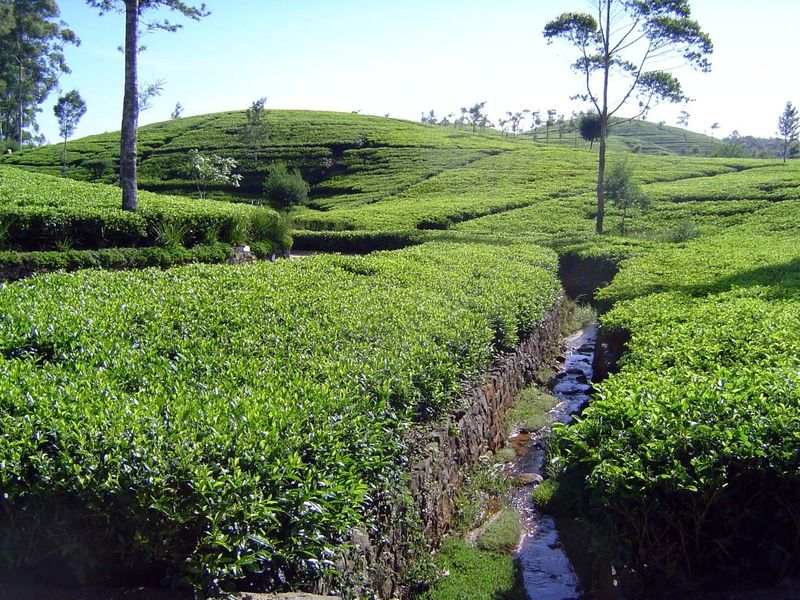 Dambetenne tea.