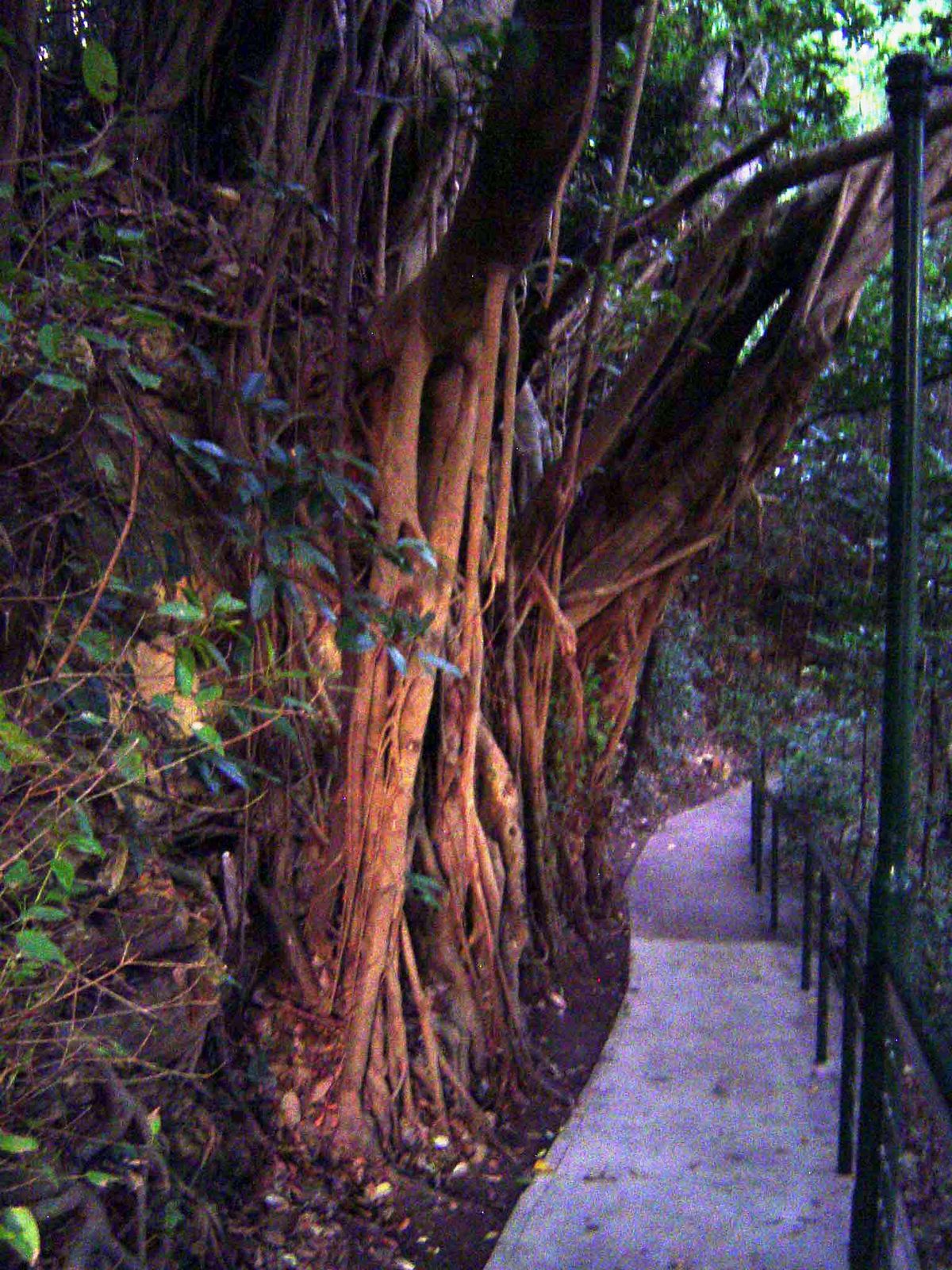 A path down to the rocky beach.
