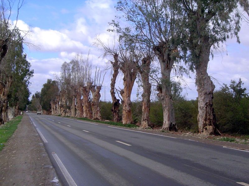 Despite the love of gardens, roadside trees are pruned barbarously.